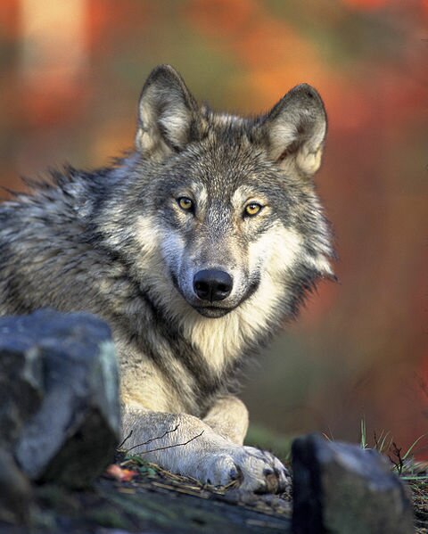 480px-Canis_lupus_laying
