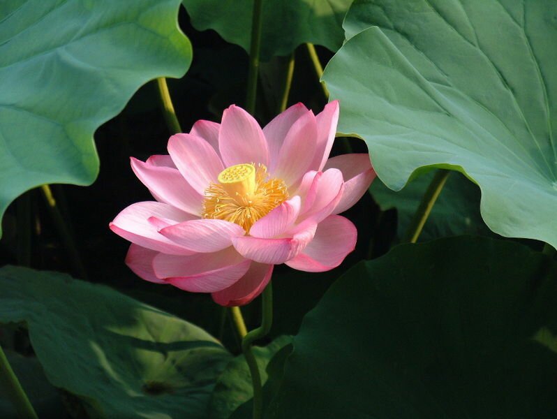 798px-Nelumbo_nucifera1