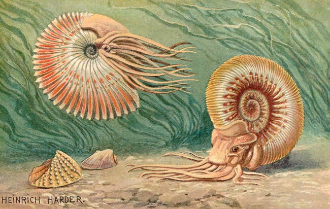 Ammonoid