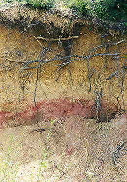 Soilprofile